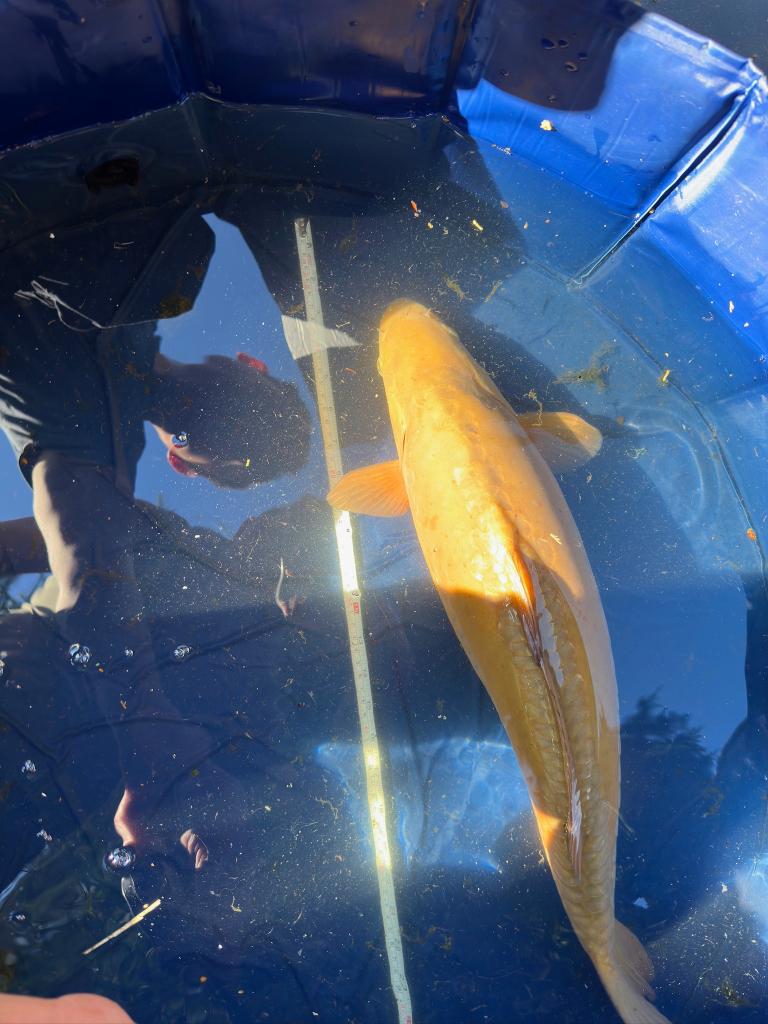 midorigoi Japanse koi, Dieren en Toebehoren, Vissen | Vijvervissen, Karper of Koi