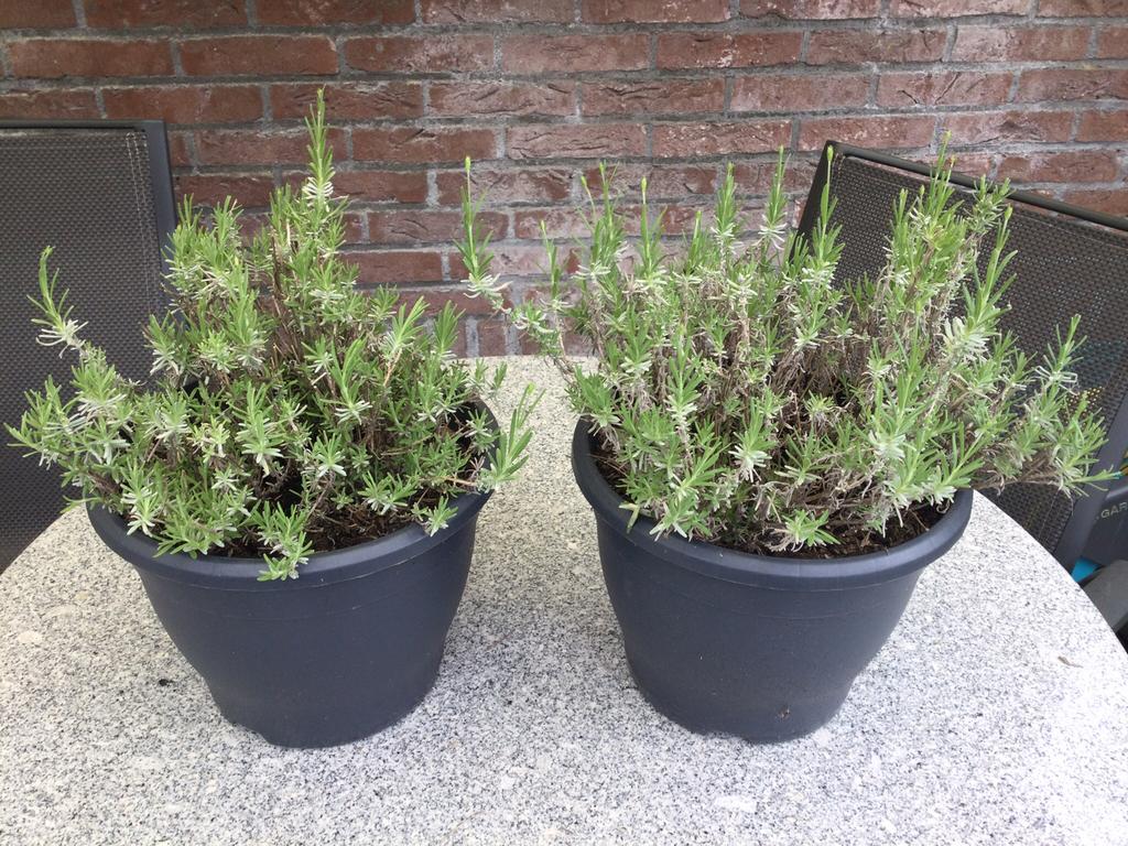 Tuinplanten Lavendel staan in potten van 24 cm Doorsnee €10, Tuin en Terras, Planten | Tuinplanten, Ophalen, Overige soorten, Volle zon