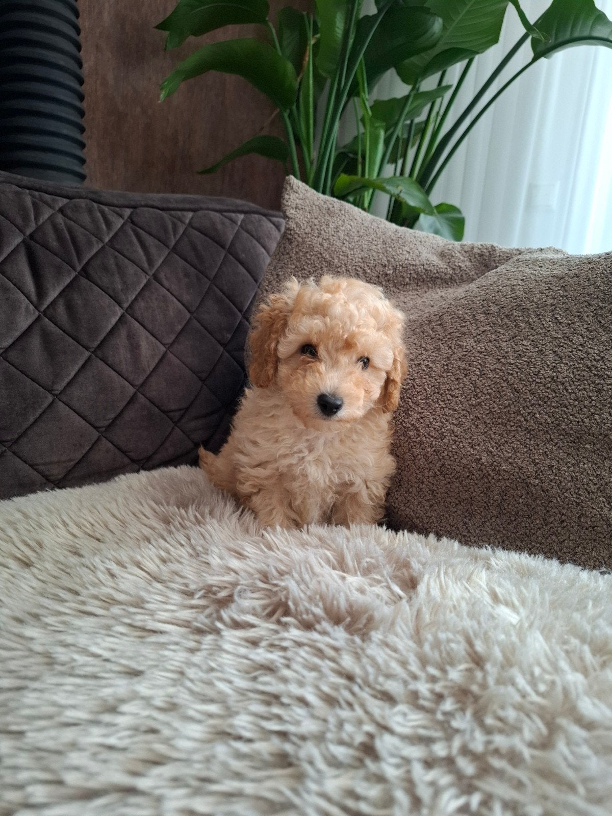 Toy poedel pup reutje, Dieren en Toebehoren, Honden | Chihuahua's en Gezelschapshonden, Poedel, Reu, 8 tot 15 weken, Meerdere