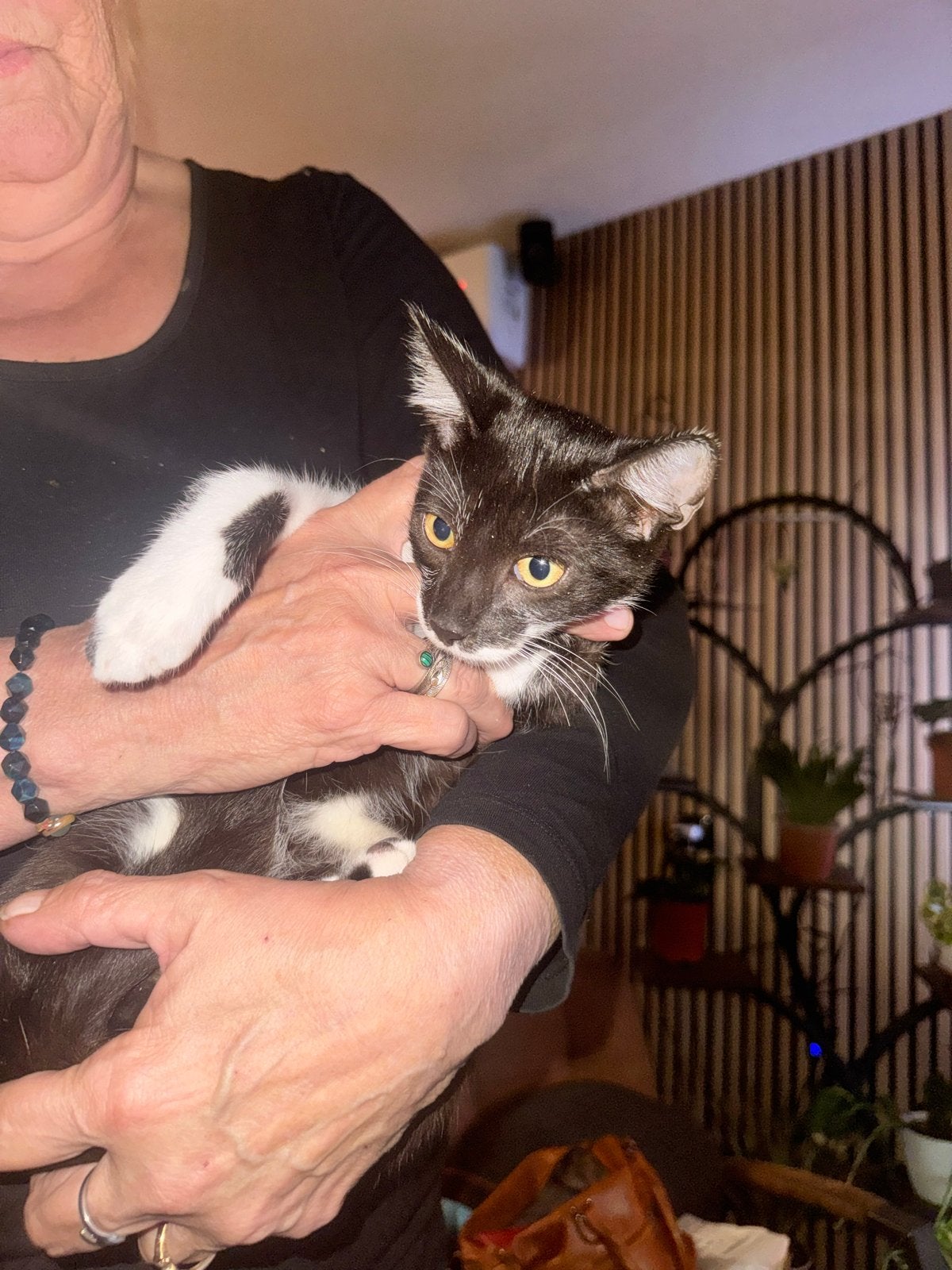 Kittens van 2 nesten, Meerdere dieren, Kortharig, 0 tot 2 jaar