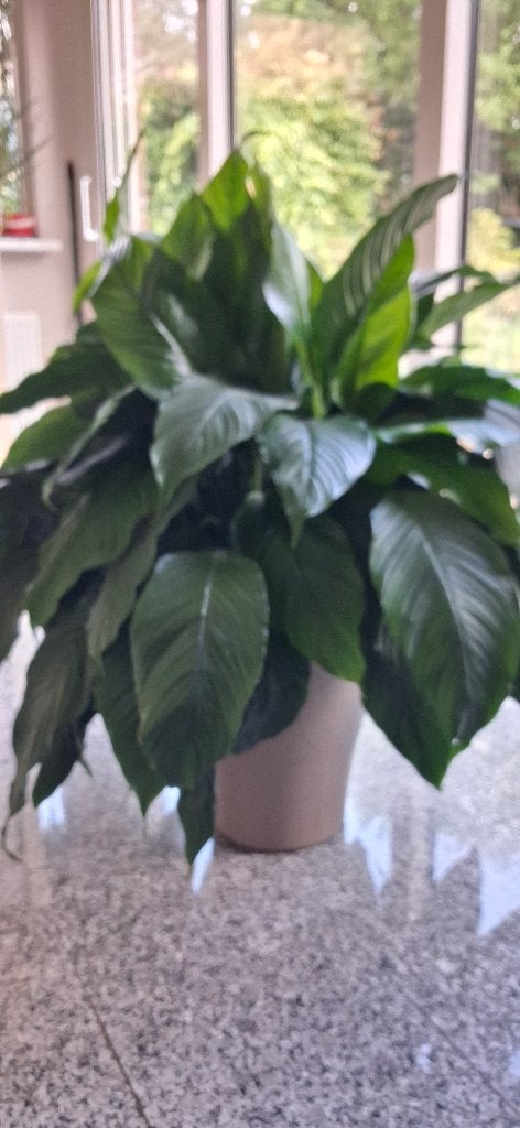 Grote (Spathiphyllum) lepelplant, Ophalen, Overige soorten, Halfschaduw, Minder dan 100 cm