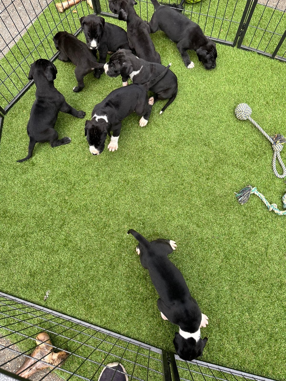 Prachtige Duitse Dog pups geboren, België, Fokker | Hobbymatig, Overige rassen, 8 tot 15 weken