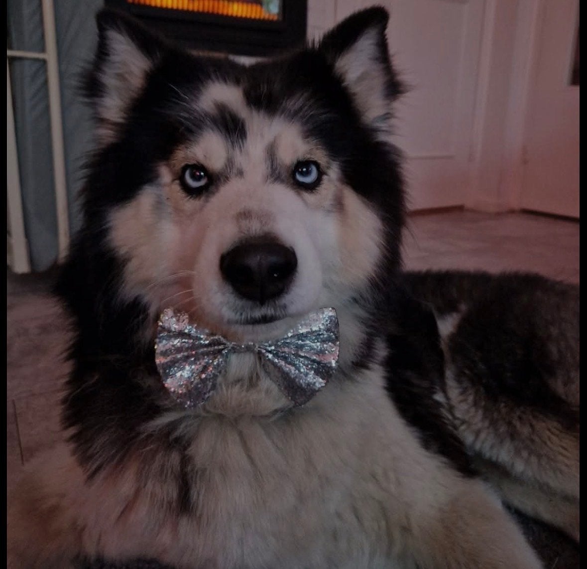 Op zoek naar mijn gouden mandje – Husky reutje, 5 jaar, Dieren en Toebehoren, Reu, CDV (hondenziekte), Poolhond, Eén hond