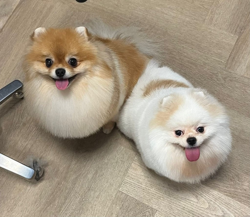 Pomeranian, pomeriaan. Reu en teefje, Particulier, Keeshond, Reu, Buitenland