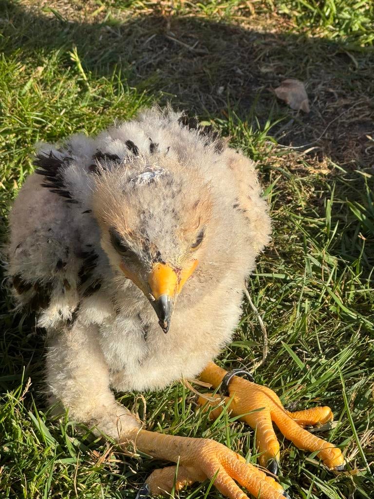 Woestijnbuizerd, Meerdere dieren, Geringd