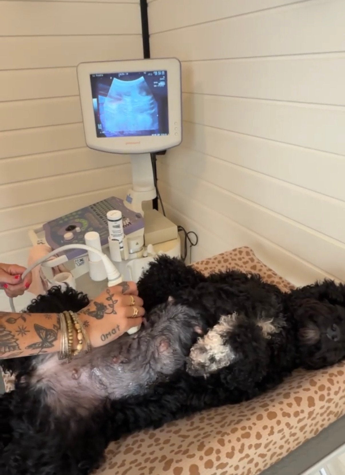 Hond / teef of poes zwanger laat een Dracht echo maken, Ophalen, Nieuw, Overige