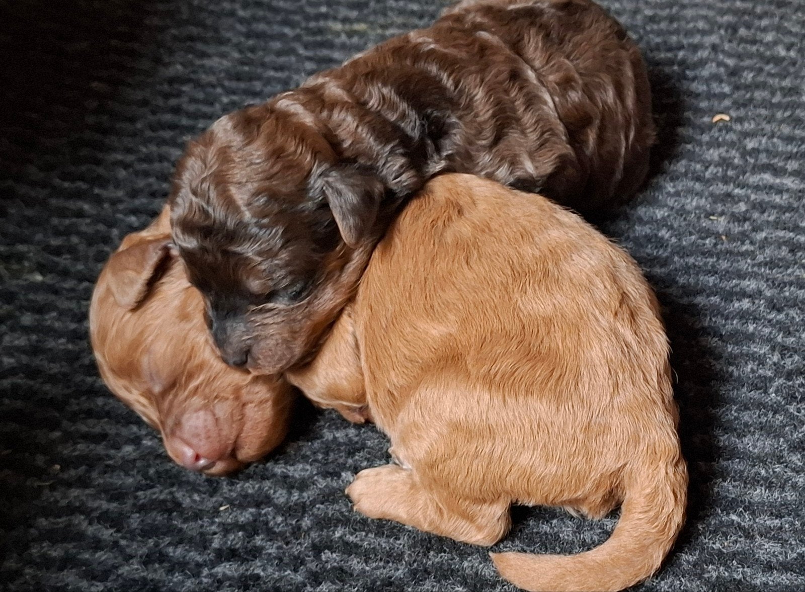 mini labradoodles (merle), Dieren en Toebehoren, Overige rassen, CDV (hondenziekte), 8 tot 15 weken, Teef
