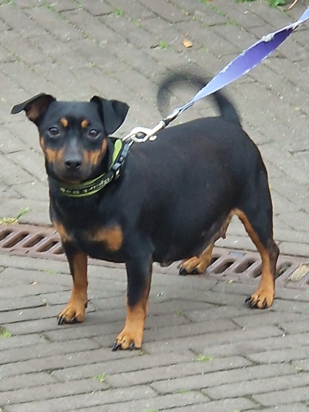 Jack Russel Pups te Koop 4xTeefjes Black&tan Laagbenig, Dieren en Toebehoren, Honden | Jack Russells en Terriërs, Jack Russell Terriër