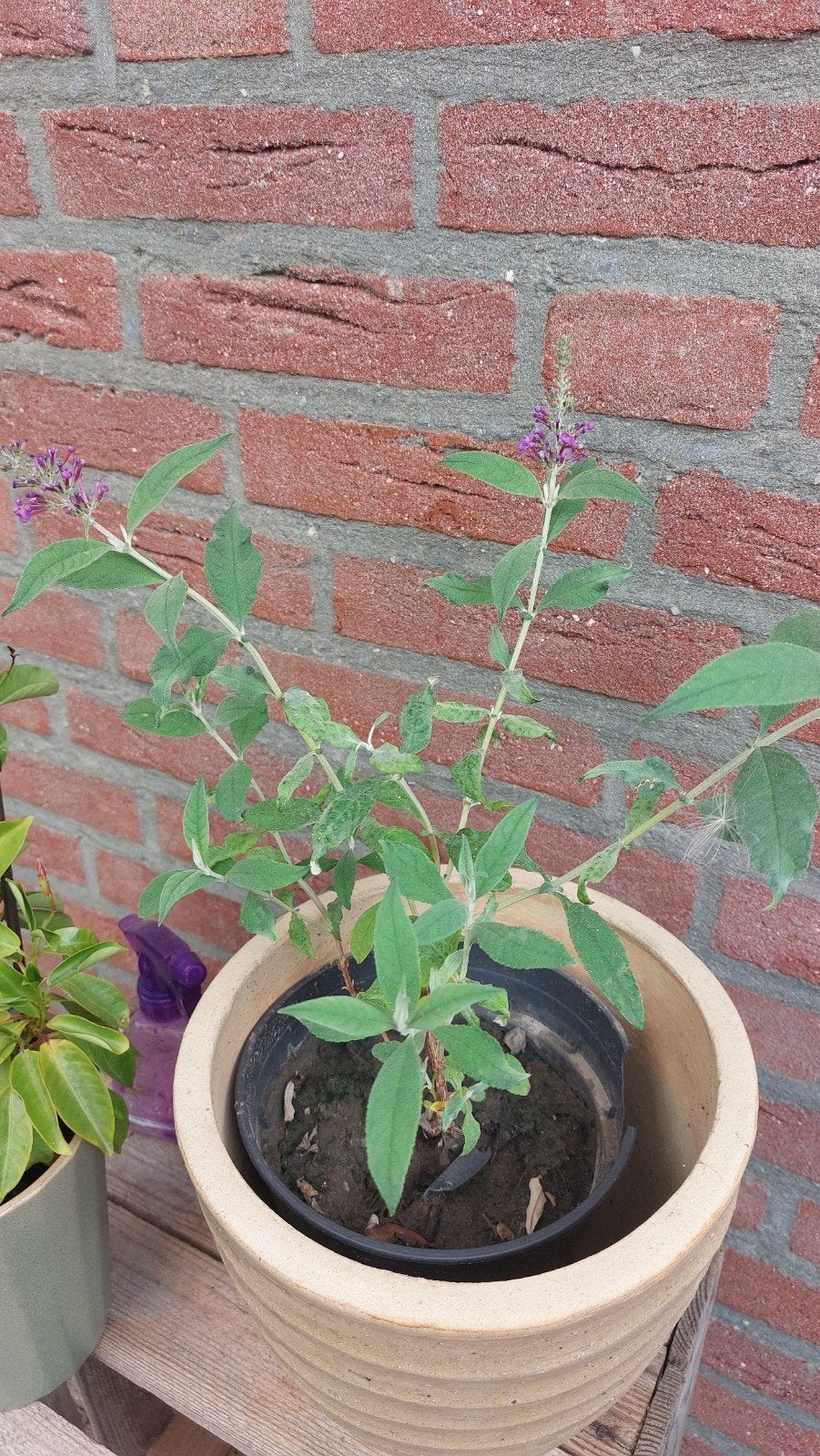 vlinderstruik buddleja, Overige soorten, 100 tot 250 cm, Zomer, Ophalen