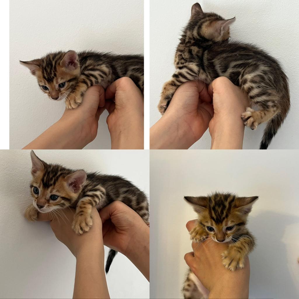 Bengaal kittens -ophalen in Belgie (Lokeren), Dieren en Toebehoren, Meerdere dieren