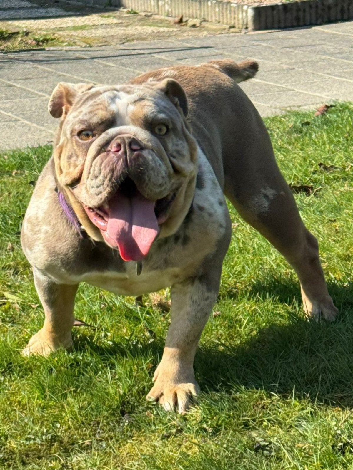 Old English Bulldog / New English Bulldog Teef, Dieren en Toebehoren, Parvo, 1 tot 2 jaar, Teef, Bulldog