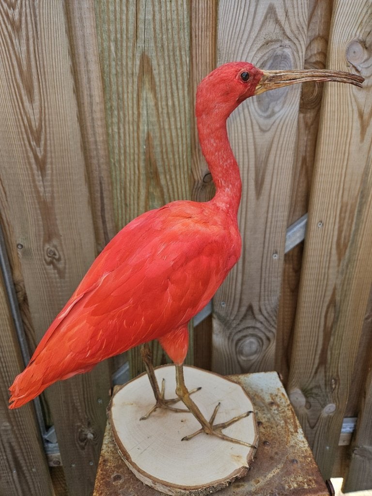 prachtige opgezette rode ibis van top kwaliteit, Ophalen of Verzenden, Nieuw, Vogel, Opgezet dier