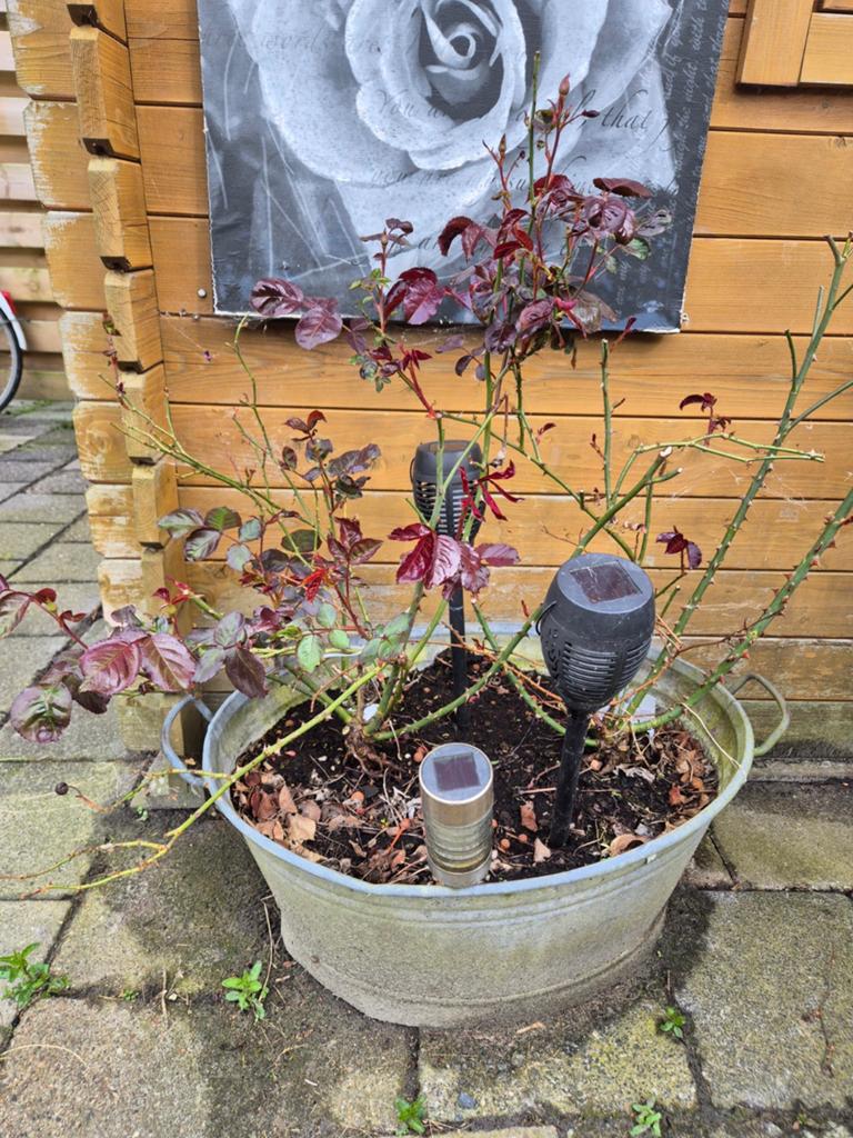 Rozen in zinken teil.  In prijs verlaagd!, Tuin en Terras, Overige materialen, Ophalen of Verzenden, Zo goed als nieuw, 30 tot 60 cm