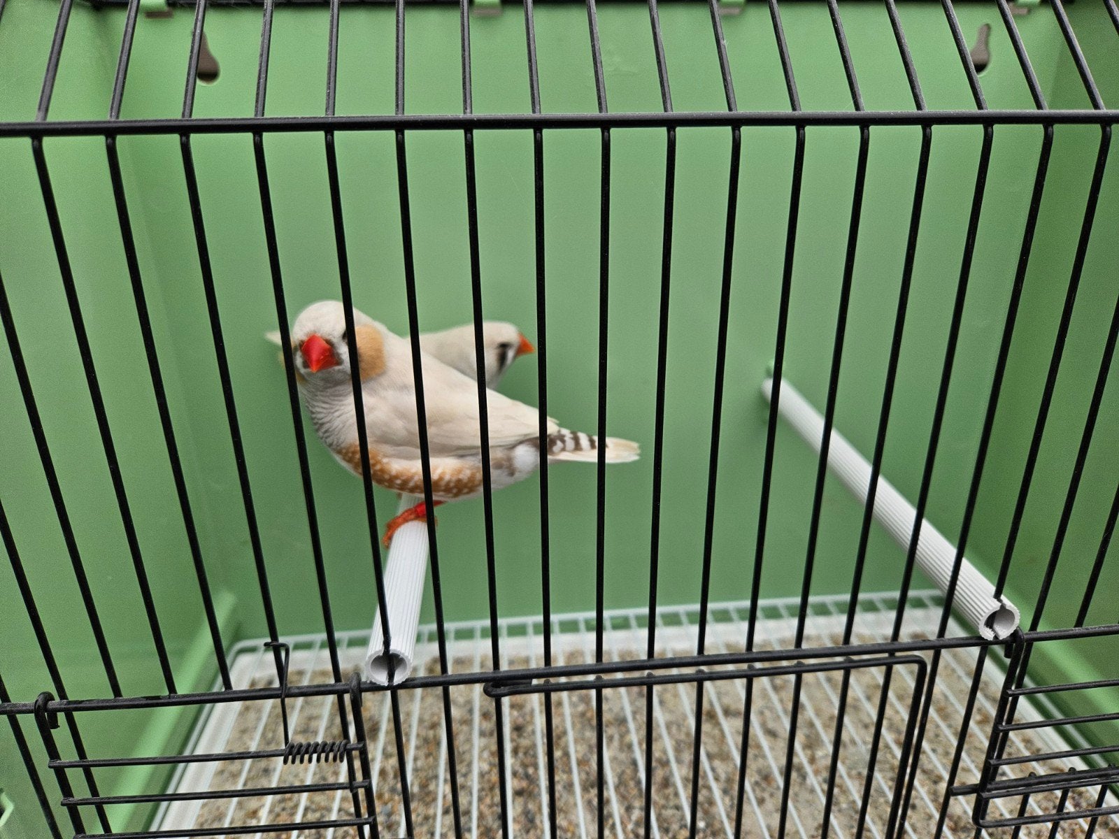 Zebravinken masker grijs roodoog koppels, Meerdere dieren, Tropenvogel, Geringd