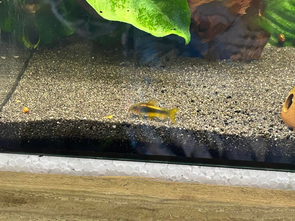 Corydoras red laser babys