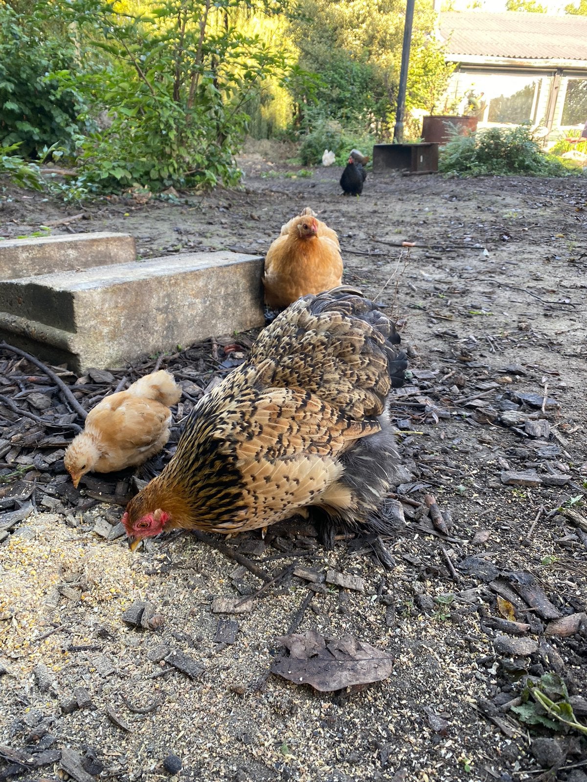cochin hennen, Dieren en Toebehoren, Vrouwelijk, Kip