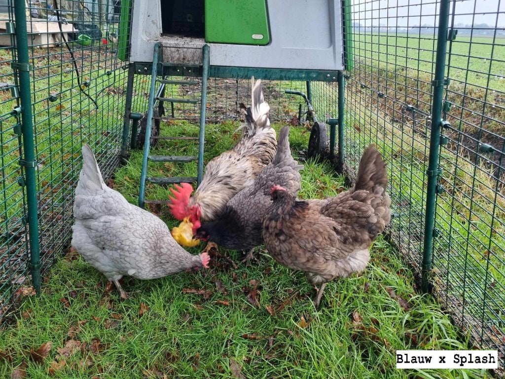 Broedeieren Silverudd splash x blauw (groenleggers), Dieren en Toebehoren, Geslacht onbekend, Kip