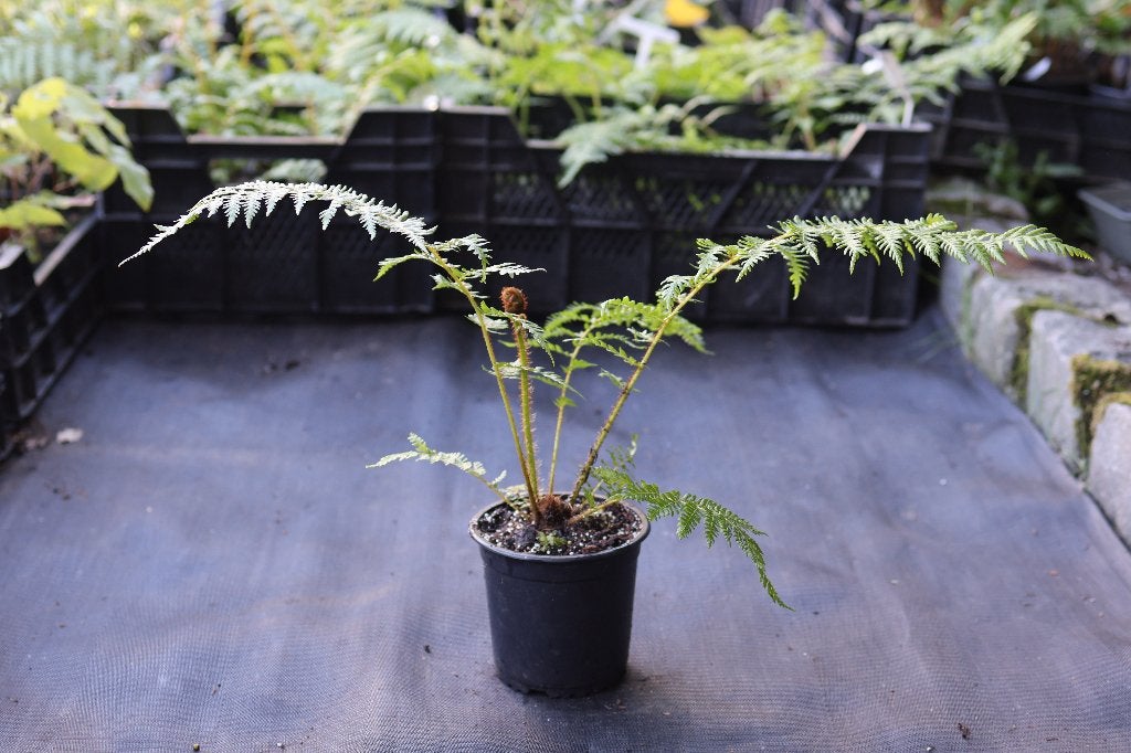 Te koop: Cyathea Cooperii, Vaste plant, Varens, Ophalen of Verzenden, Bloeit niet