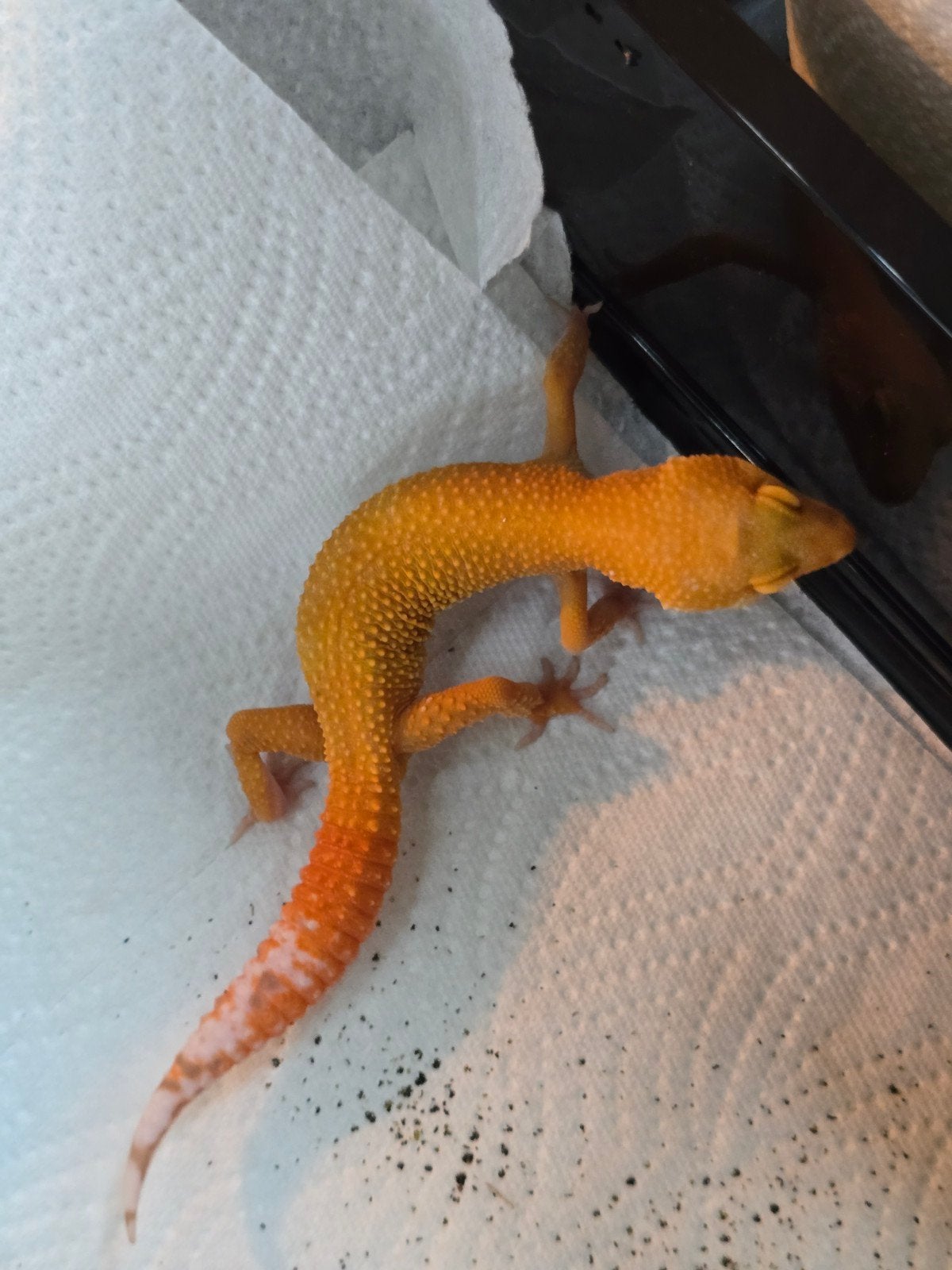 Diversen jonge luipaardgekko's in prachtige kleuren Leopard Gecko photo 3