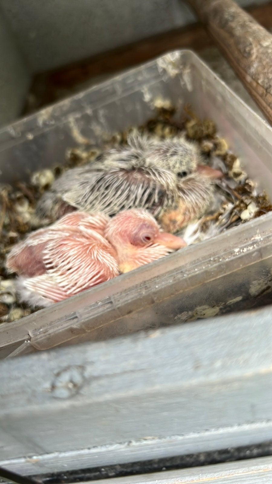 Tortelduifjes ( lachduifjes), Dieren en Toebehoren, Meerdere dieren, Overige soorten