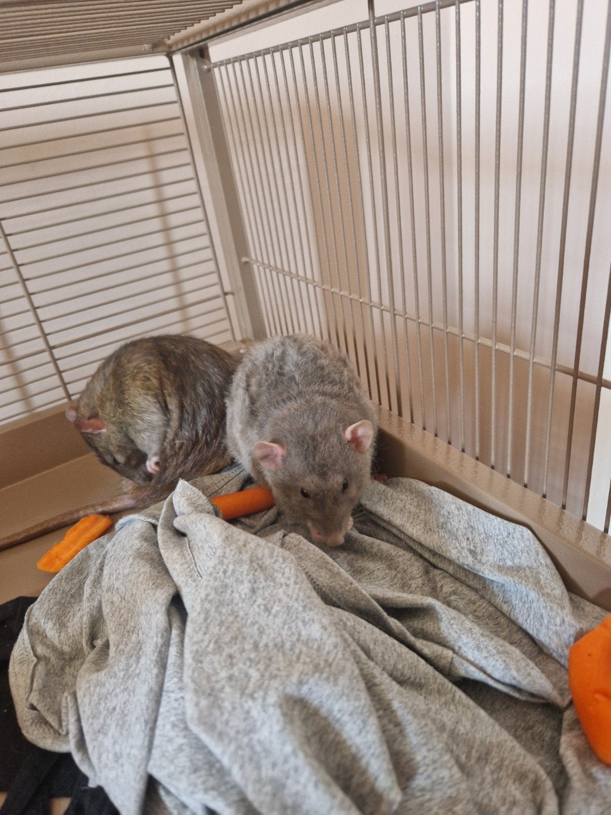 2 ratten mannen, broertje. met hok, Rat, Mannelijk, Januari, Tam
