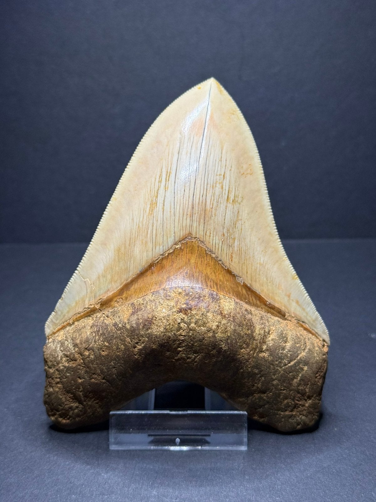 Megalodon haaientand 11,6 cm Indonesië, Ophalen of Verzenden, Fossiel