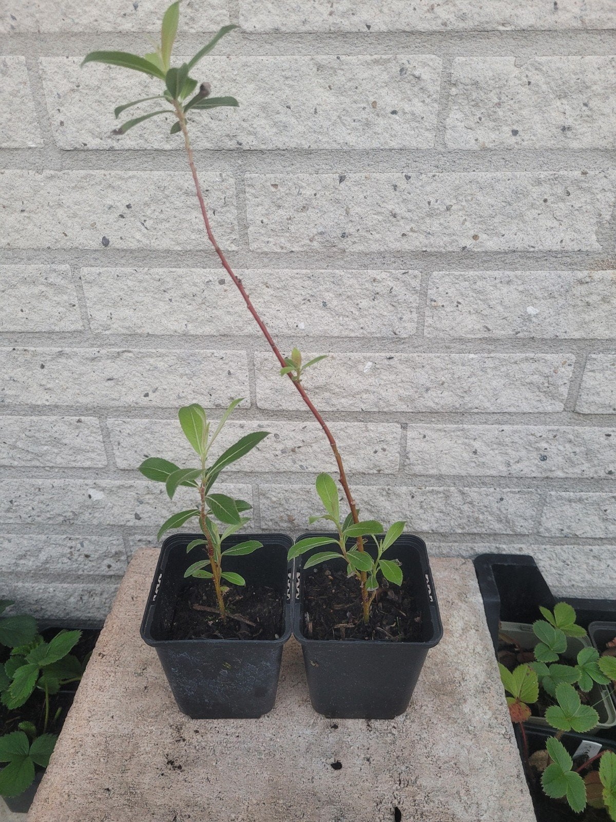 knuffelwilg leuke roze katjes, Tuin en Terras, Planten | Tuinplanten, Ophalen, Overige soorten, Volle zon