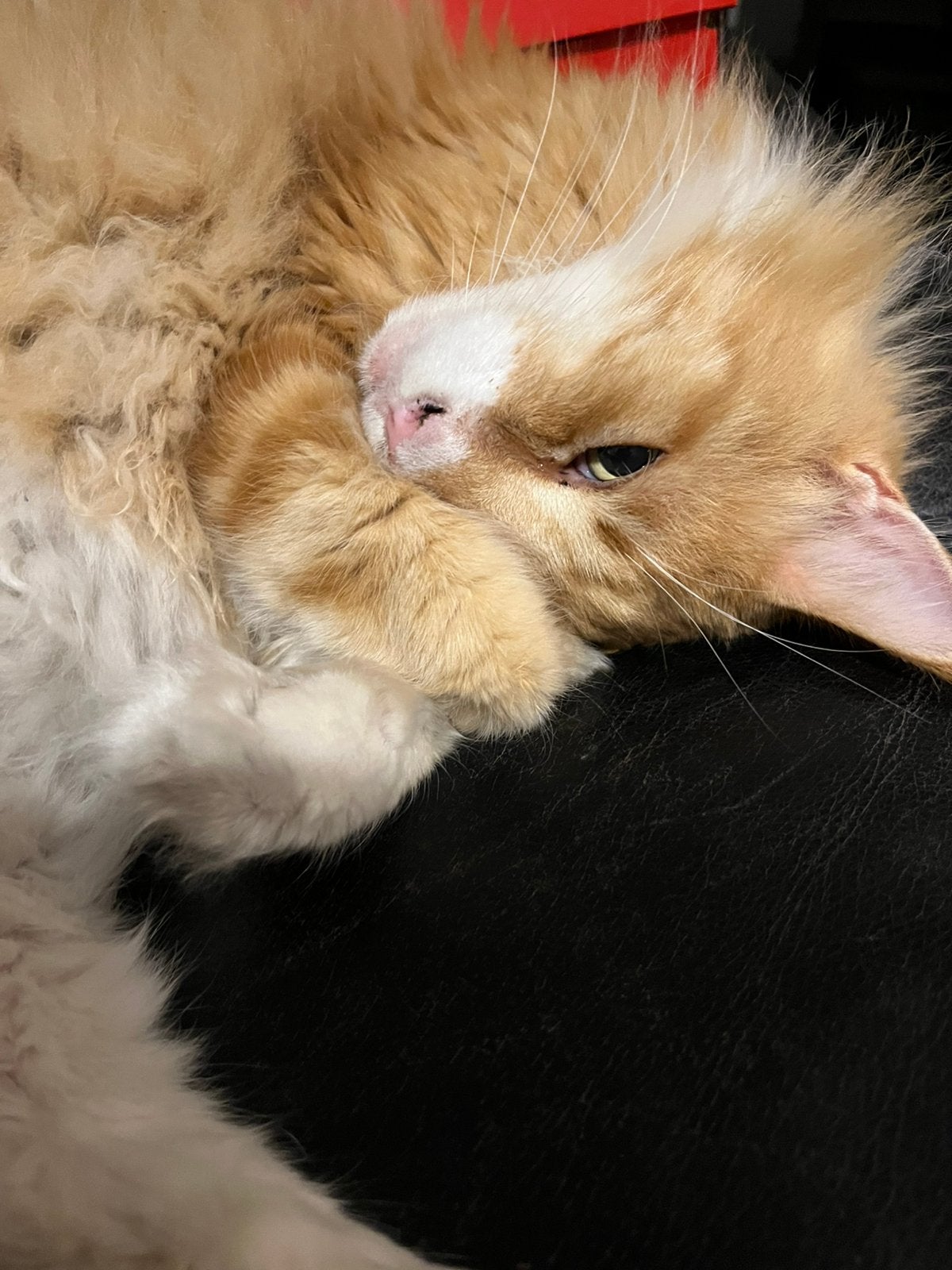 Gezocht: Maine Coon poesje, Poes