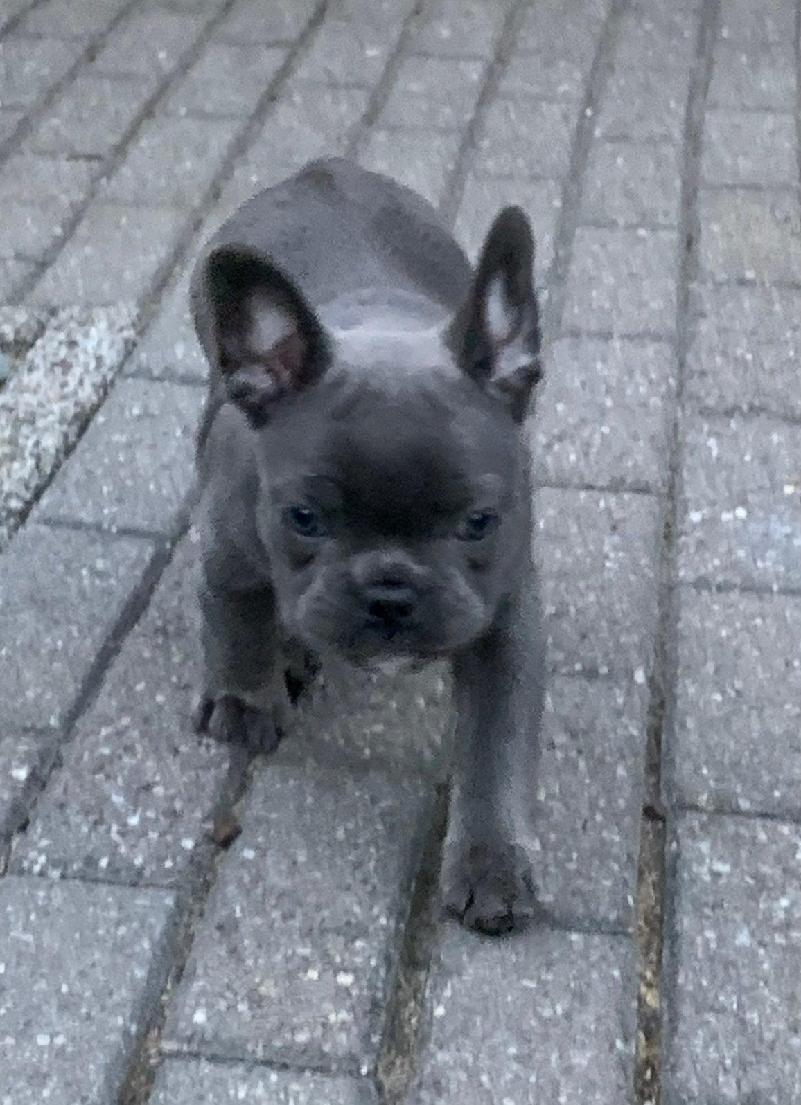 2 Franse Bulldog puppy's ( teefjes ), Dieren en Toebehoren, Honden | Bulldogs, Pinschers en Molossers, Teef, Bulldog, Meerdere