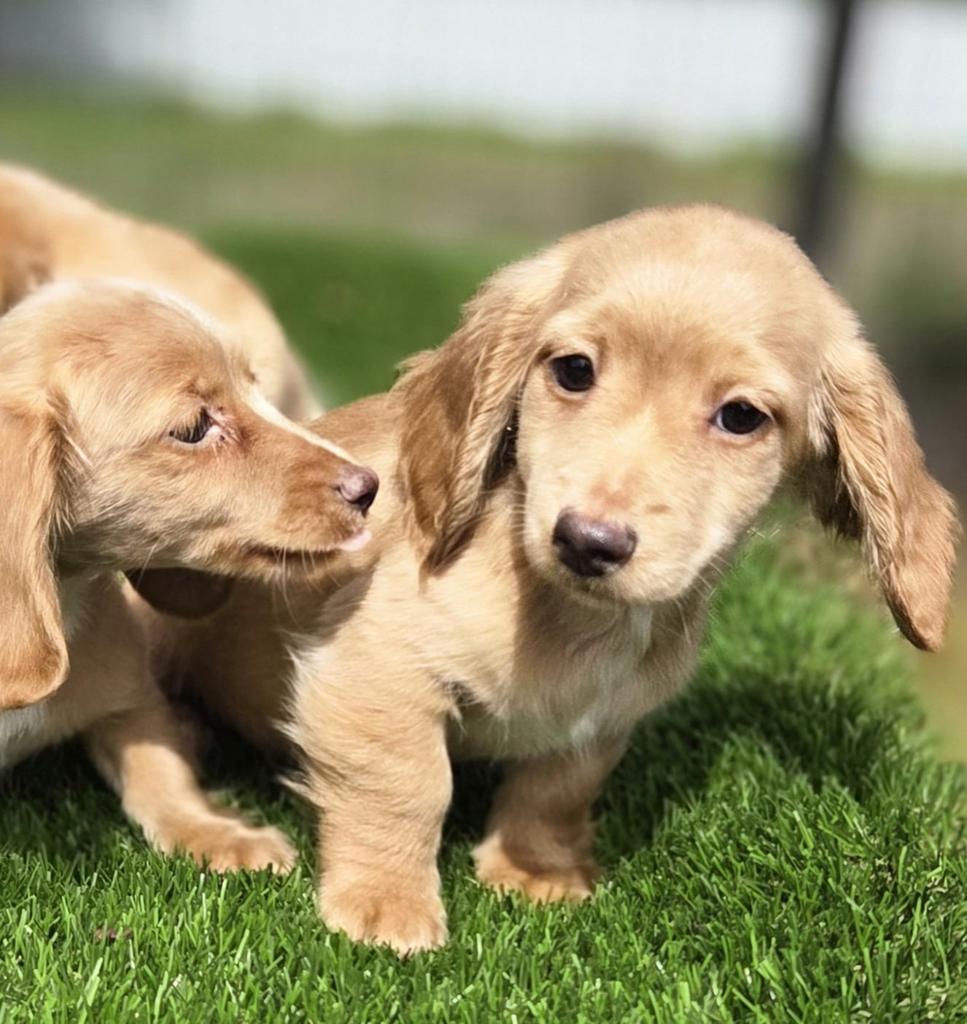 Te koop mooie Langharige dwergteckel pups (tekkel), Parvo, Nederland, 8 tot 15 weken, Dwerg