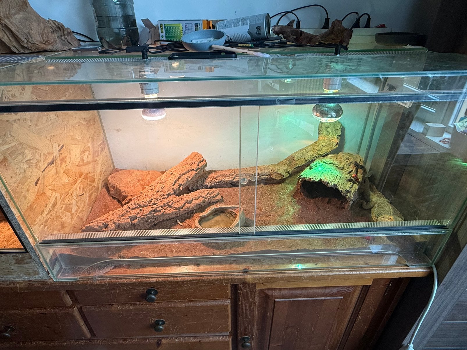 baardagaam man Bearded Dragon - male for sale from J.h