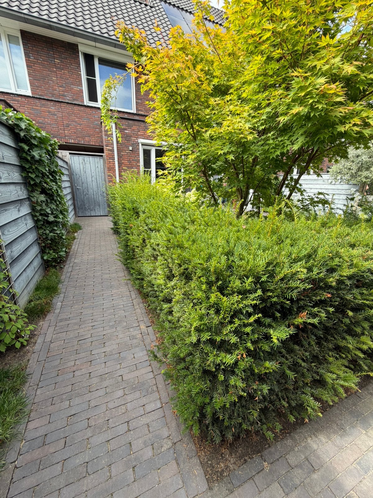 Taxushaag (Taxus) – 28 planten – wintergroen, Tuin en Terras, Ophalen, Laurier