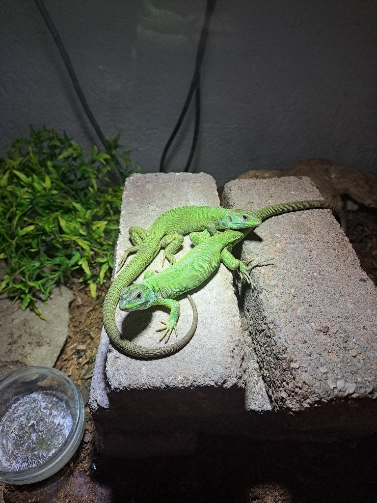 Lacerta trilineata trilineata, Dieren en Toebehoren, Reptielen en Amfibieën, 0 tot 2 jaar