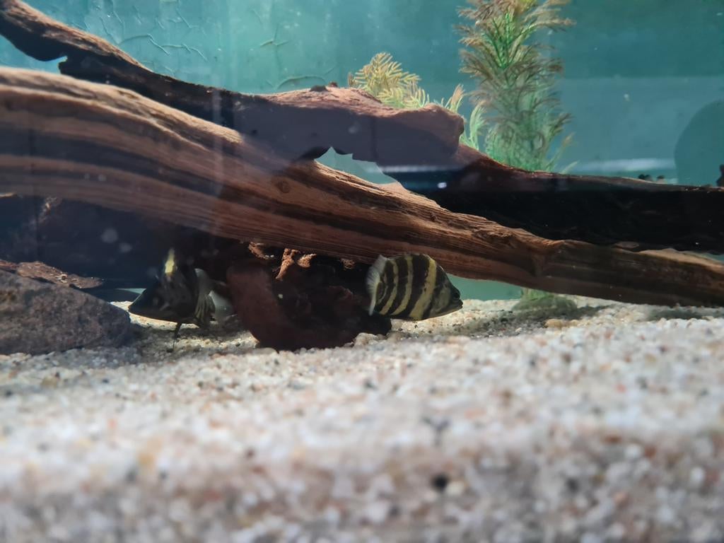 Datnioides Campbelli, Nieuw Guinea Tijgerbaars, Vis, Zoetwatervis