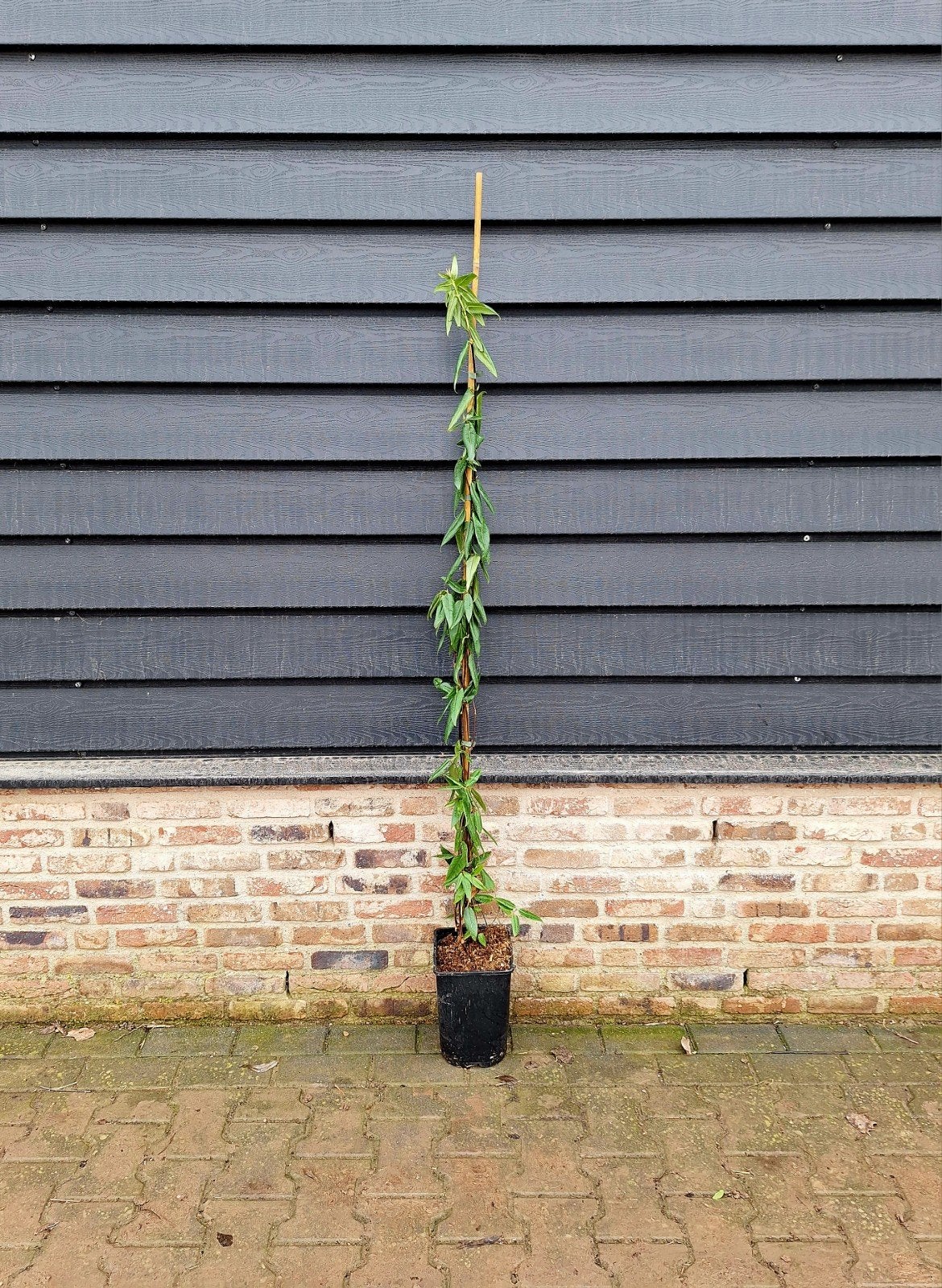 Lonicera henryi🍀🏵  groenblijvende kamperfoelie, Ophalen, Overige soorten