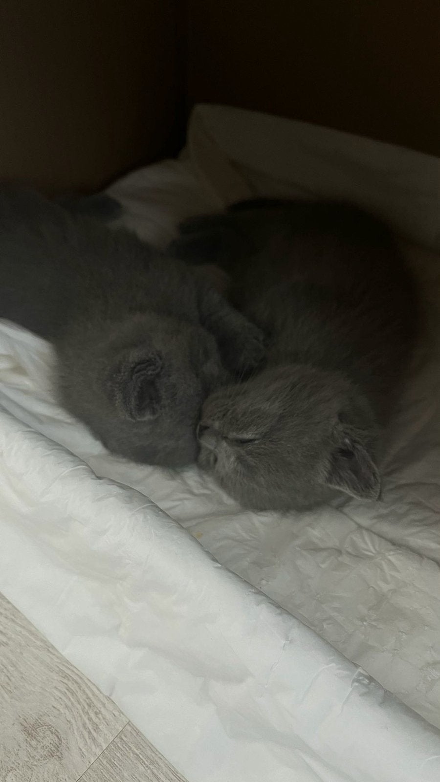 Britse korthaar kittens, Meerdere dieren