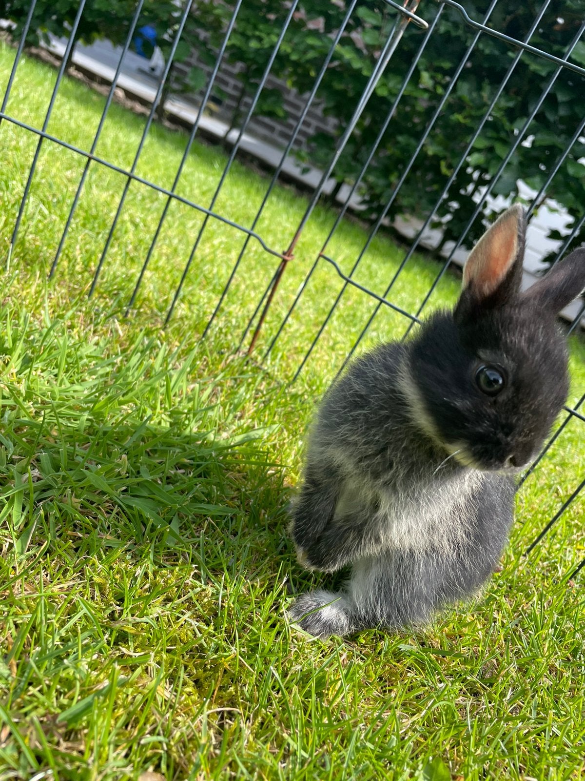 mooie jonge zilvervos kleurdwerg rammetjes, Dieren en Toebehoren, Konijnen, Mannelijk, Dwerg