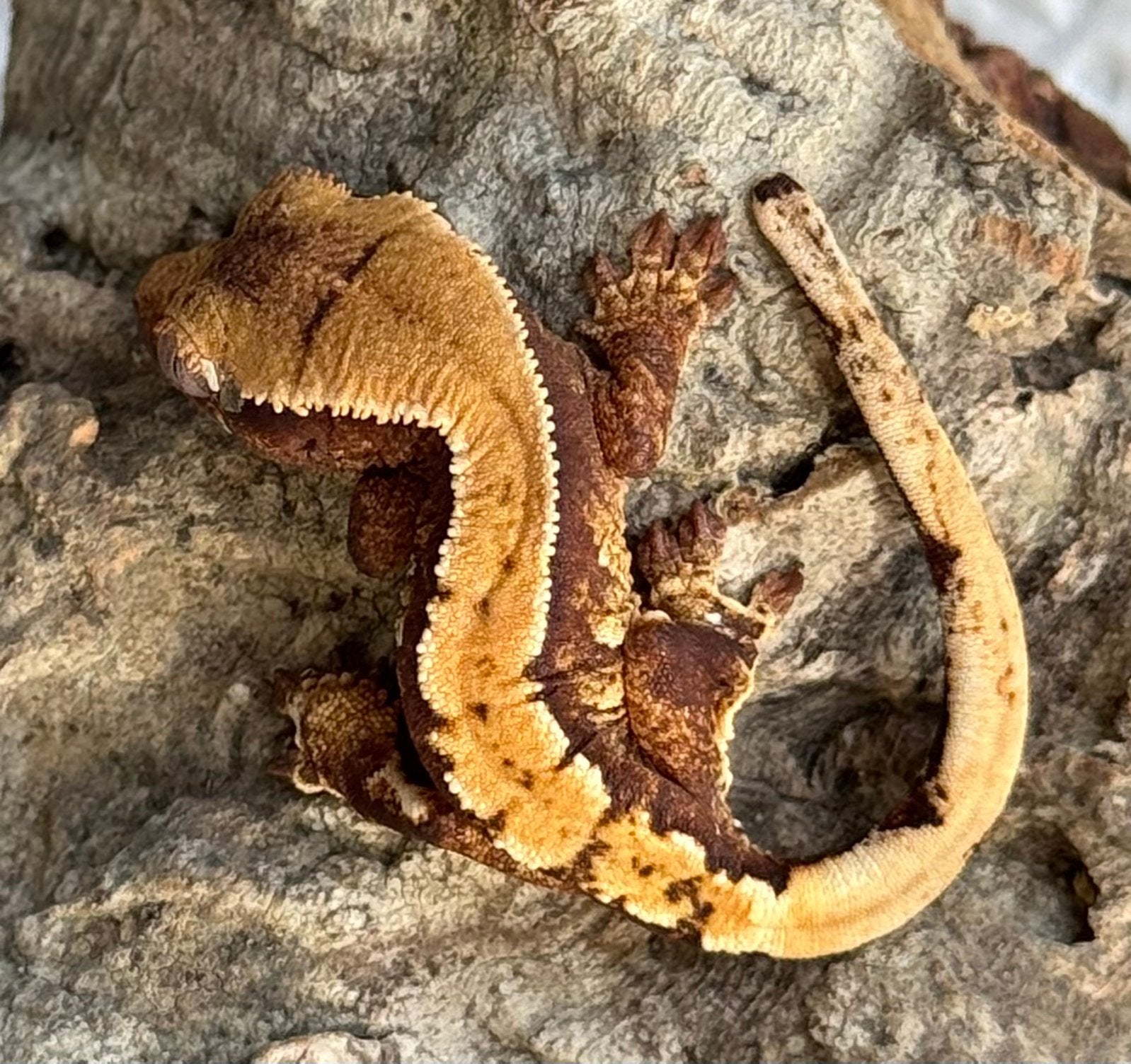 100% het Axanthic dark based harlequin winpergekko baby, Dieren en Toebehoren, Hagedis, Met terrarium, 0 tot 2 jaar