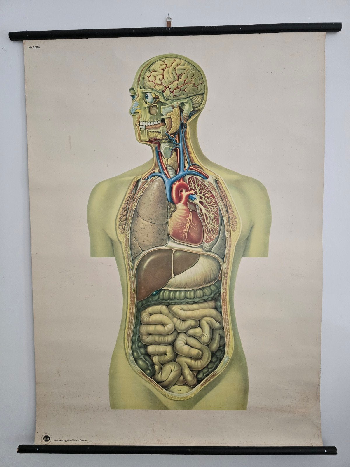 Prachtige schoolplaat menselijk torso - Dresden, Ophalen of Verzenden, Natuur en Biologie