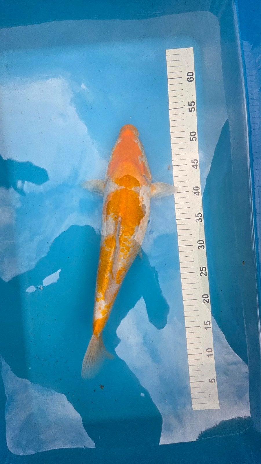 koi 1 jaar jong 42 cm, Karper of Koi