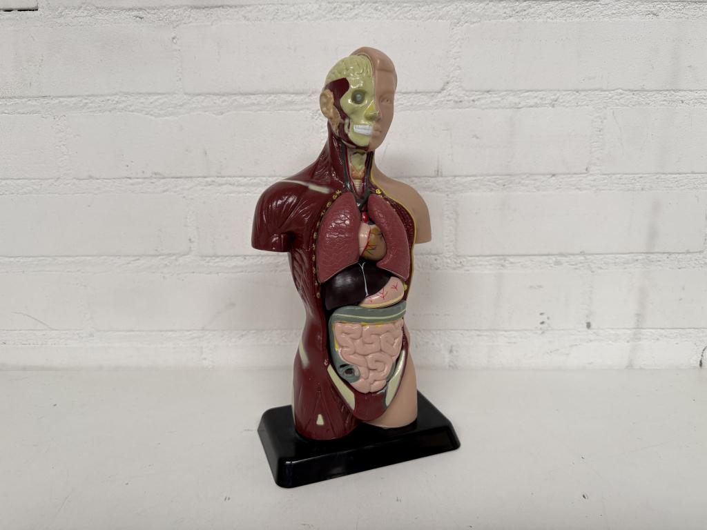 Anatomisch Model, Antiek en Kunst, Curiosa en Brocante, Ophalen of Verzenden