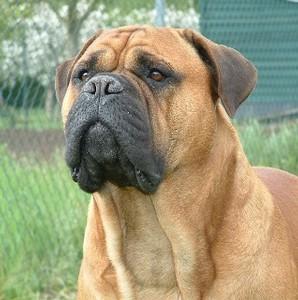 Bull mastif terrein bewaking herplaatser, Dieren en Toebehoren, 6 jaar of ouder, Parvo, Reu, Eén hond