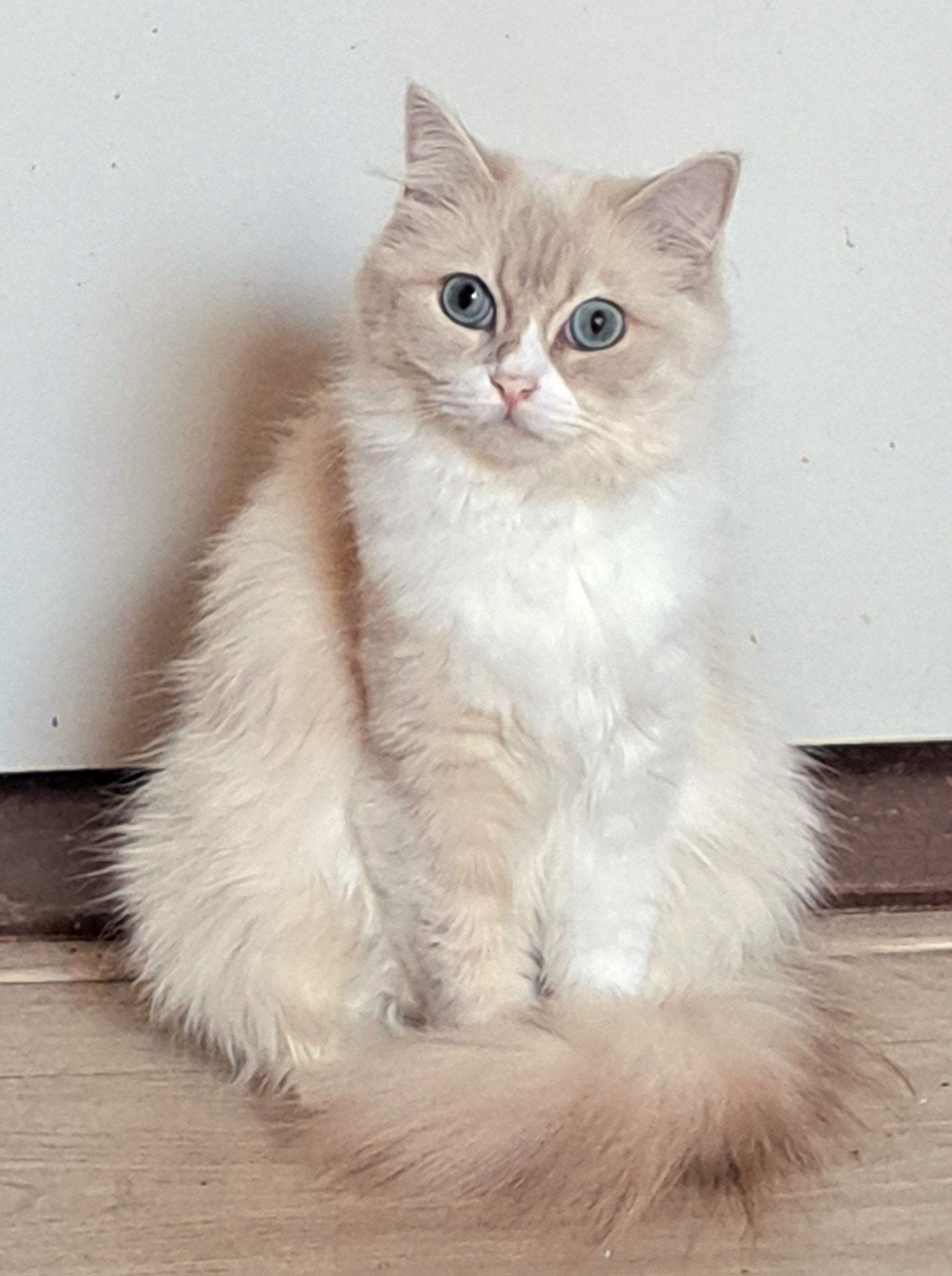 🩷🩷 Lilac MinkTabby Ragdoll stamboom(fok)poes, Dieren en Toebehoren, Poes, Met stamboom, 0 tot 2 jaar