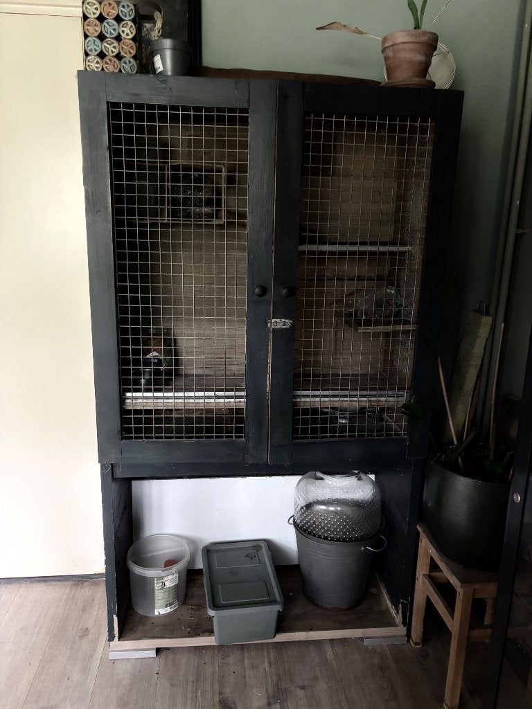 Twee knaagdieren hokken gratis, Augustus, Mannelijk, Cavia