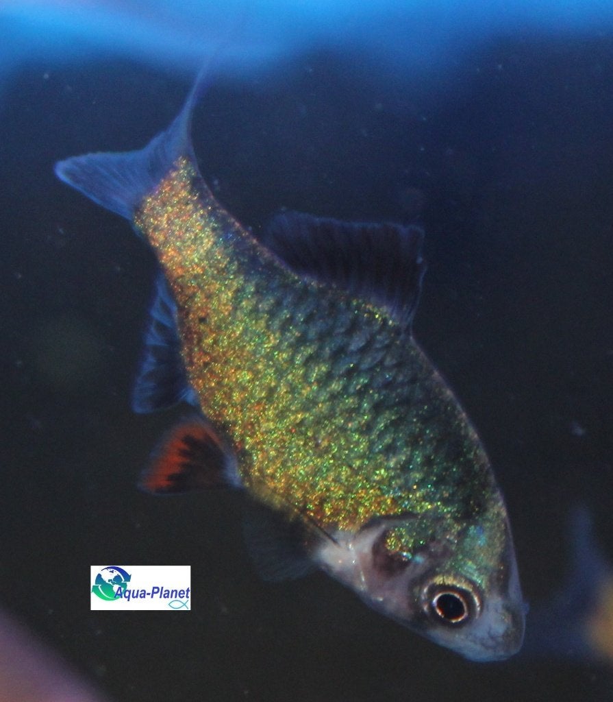 Sumatraan "Green", Vis, Zoetwatervis, Schoolvis