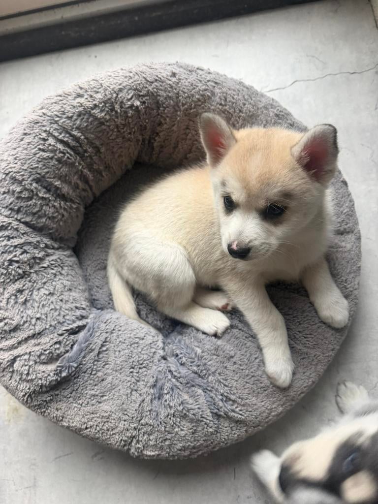 Pomsky pups, Overige rassen, 8 tot 15 weken, Meerdere, Meerdere dieren