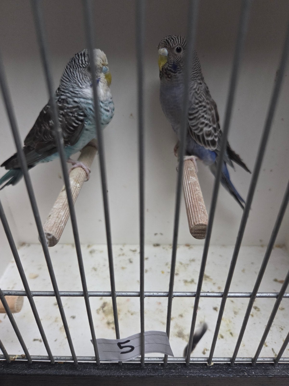 koppel grasparkieten blackface x blackwing, Dieren en Toebehoren, Meerdere dieren, Parkiet