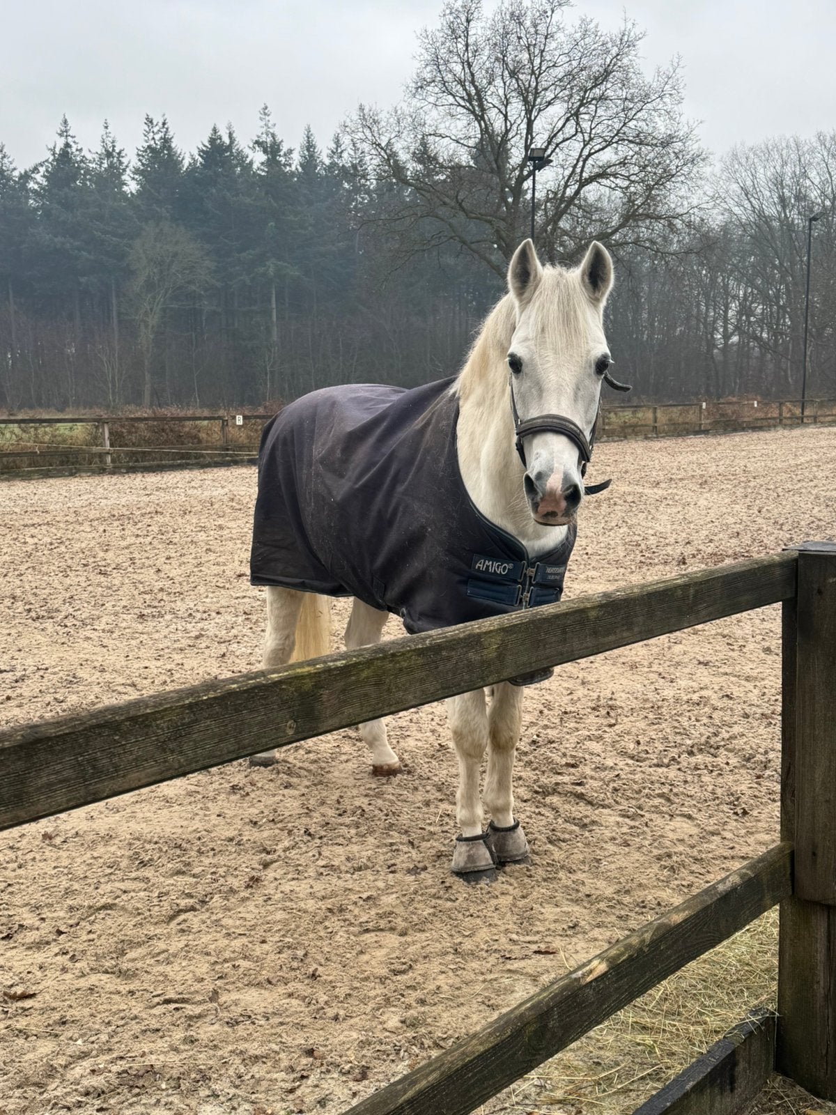 Lieve, knappe verzorgpony, Ophalen of Verzenden