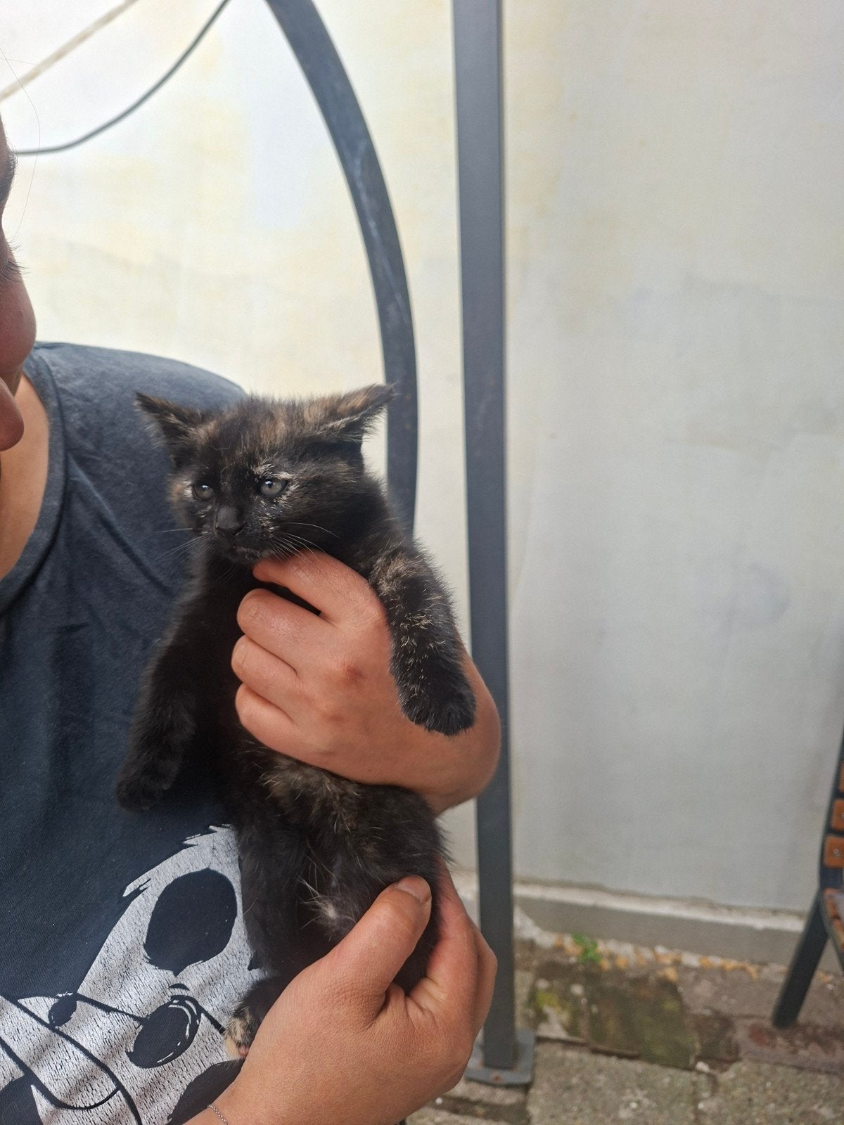 Kittens
