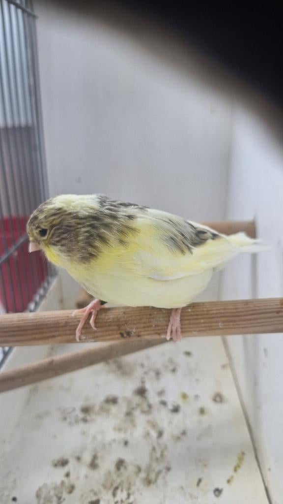 Gloster kanaries, Dieren en Toebehoren, Vogels | Kanaries, Kleurkanarie, Meerdere dieren